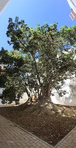 Tree on sand at beach against sky
