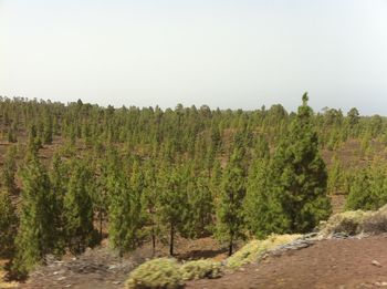 Trees on field against clear sky