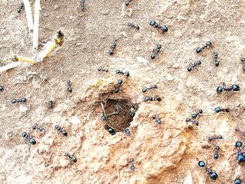 High angle view of ant on sand