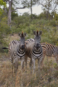 Two plain zebras looking towards the camera