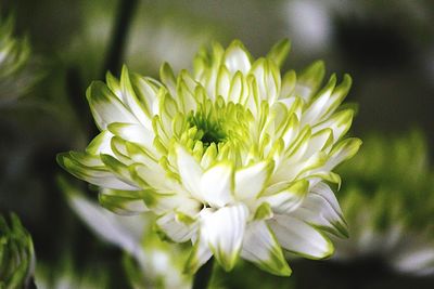 Close-up of flower blooming outdoors