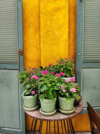 Potted plants in front of building