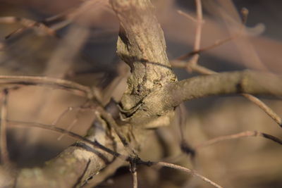 Close-up of lizard
