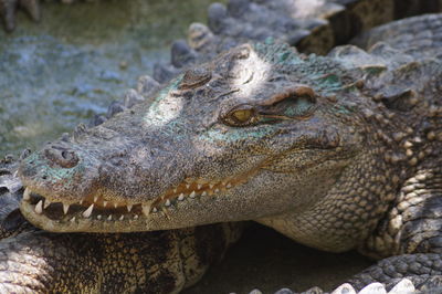 Close-up of a turtle