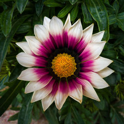 Close-up of pink flower