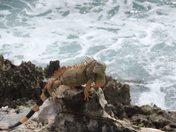 Close-up of iguana on rock at beach