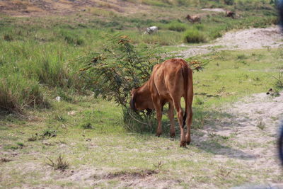 Horse grazing in a field