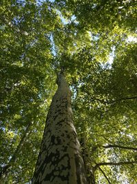 Low angle view of trees in forest