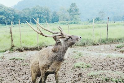 Close-up of deer on field against sky