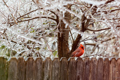 Bird perching on a tree