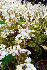 Close-up of white flowers blooming in field