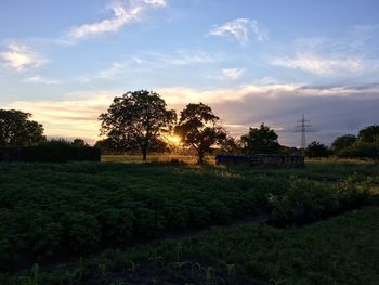 Scenic view of field against sky at sunset