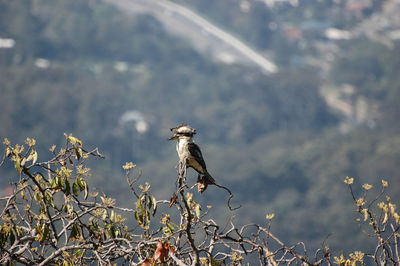 Bird perching on tree