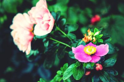Close-up of pink flowering plant