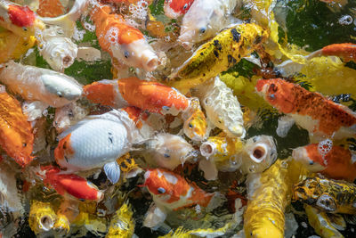 Close-up of fish swimming in sea