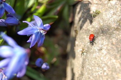 Close-up of ladybug on flower