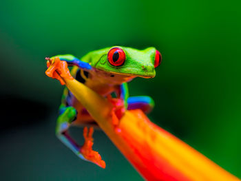 Close-up of frog on plant