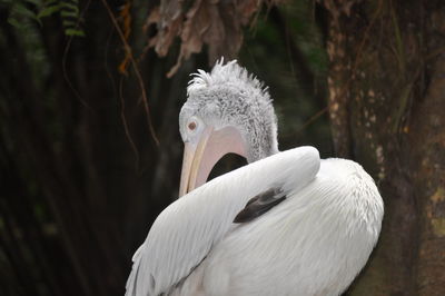 Close-up of swan