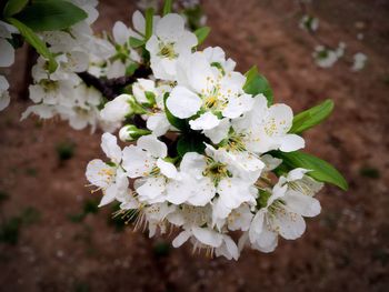 Close-up of white flowers on tree