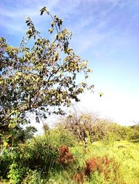 Scenic view of flowering trees on field against sky