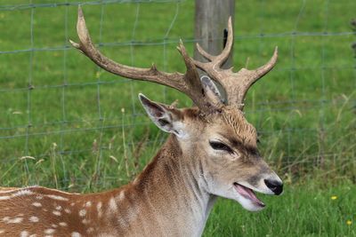 Close-up of deer on grass