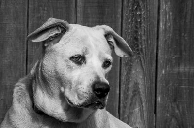 Portrait of a dog