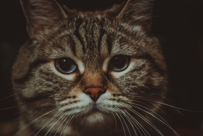 Close-up portrait of a cat