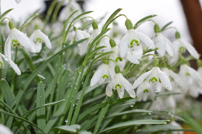 Close-up of flowers blooming outdoors