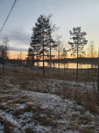 Trees on snow field against sky during sunset