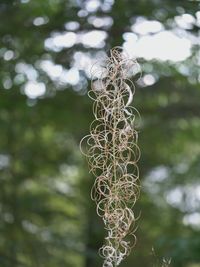 Low angle view of plant growing on tree