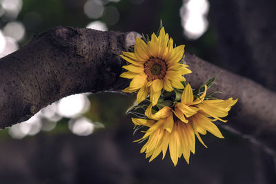 Close-up of yellow flowering plant