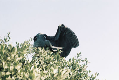 Low angle view of bird flying in the sky