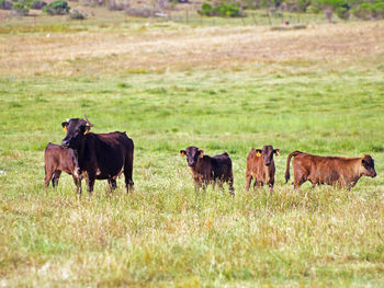 Cows on field