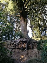 Low angle view of trees against sky