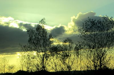 Low angle view of silhouette trees on field against sky