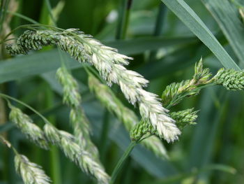 Close-up of crops growing on field