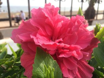 Close-up of red flowers blooming outdoors