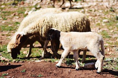 Sheep grazing on landscape