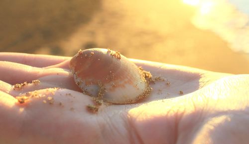 Cropped hand holding seashell at beach during sunset