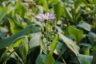 Close-up of purple flowering plant