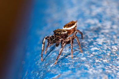 Close-up of spider