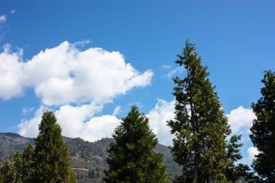 Low angle view of trees against sky