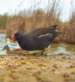 Side view of a bird on field