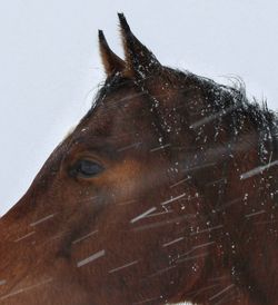 Close-up of a horse