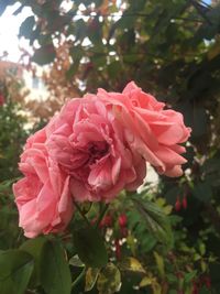 Close-up of pink rose blooming outdoors