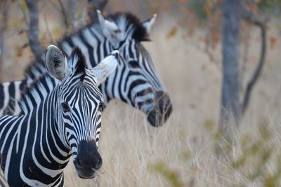 Zebras in a field