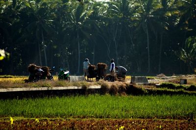 Farmers working on agricultural field