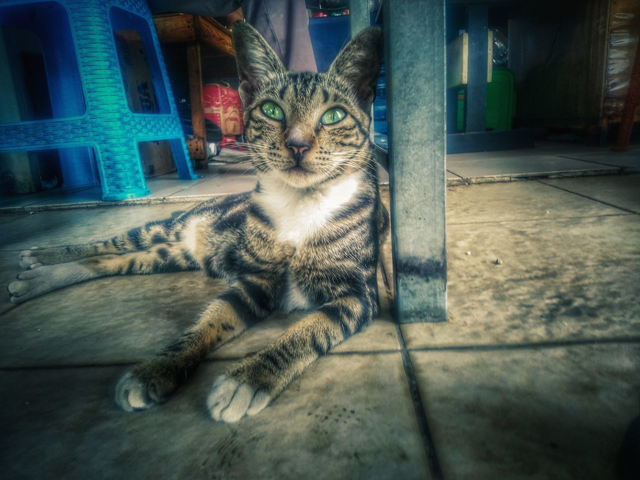 animal, animal themes, mammal, pet, cat, domestic animals, domestic cat, feline, one animal, looking at camera, relaxation, portrait, blue, no people, darkness, indoors, felidae, vignette, sitting