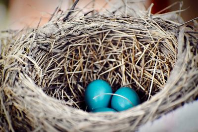 High angle view of eggs in nest