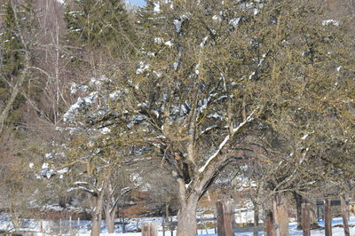 View of bare trees in winter